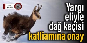 Dağ keçilerinin avlanmasına mahkemeden onay!