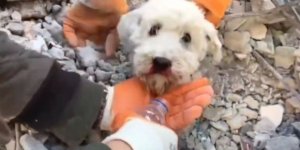 Enkazdan çıkarılan köpeğin hayatta kalma hikayesi! Okuyunca yüreğiniz dağlanacak