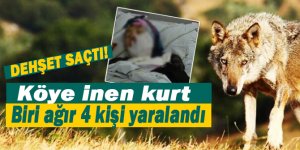 Tortum'da kurt saldırdı: Biri ağır 4 kişi yaralandı
