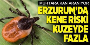 Erzurum'da kene vakası: Muhtara kan aranıyor!