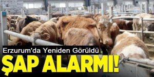 Erzurum'da Şap alarmı! Durdurulamıyor!