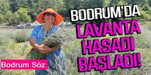 BODRUM’DA LAVANTA HASADI BAŞLADI