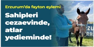 Erzurum'da eylemin bedeli ağır oldu: Sahipleri cezaevinde, atlar yedieminde!