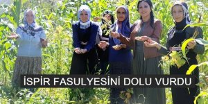 İspir fasulyesini dolu vurdu, verim düştü