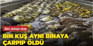 Bin kuş aynı binaya çarpıp öldü