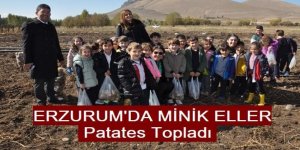 Erzurum'da minik eller patates hasatı yaptı