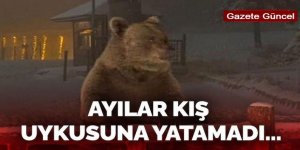 Erzurum'da Ayılar uyuyamıyor