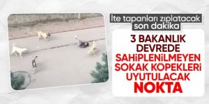 Bakanlıklar harekete geçti: Başıboş köpekler için düzenleme geliyor