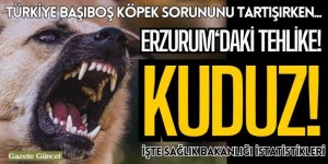 Başıboş sokak köpekleri nedeniyle Türkiye riskli listeye alındı. İşte Erzurum'daki vaka sayısı