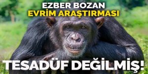 Ezber bozan araştırma: Evrim sanıldığı gibi rastgele olmuyor!