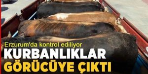 Kurbanlıklar Erzurum'da kontrol ediliyor