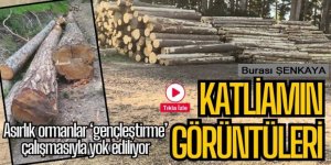 Şenkeye'Da ormanlar yok ediliyor: Bölgeden yürek sızlatan görüntüler geliyor