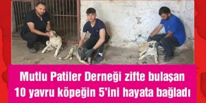 Erzurum'da 10 yavru köpekten 5'i hayata tutundu