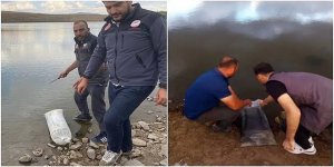 Erzurum'un akarsu ve göletleri balıklanıyor