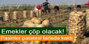 Pasinler patatesi tarlada kaldı