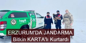 Erzurum'da Jandarma yaralı kartalı kurtardı