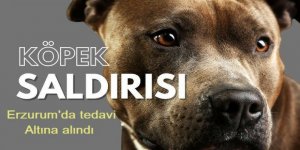 Bir başıboş sokak köpeği saldırısı: 8 Yaşındaki çocuk Erzurum'a getirildi