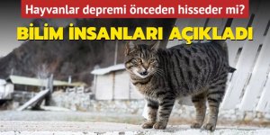 Hayvanlar depremi önceden hisseder mi?