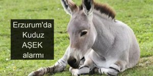 Erzurum'da kuduz Eşek alarmı