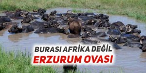 Afrika değil, Erzurum!