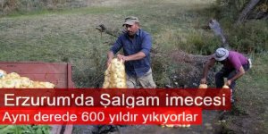 Şalgamlar 600 yıldır aynı derede imece usulüyle yıkanıyor