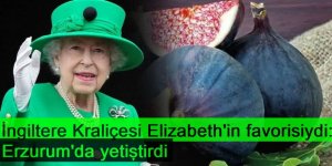 İngiltere Kraliçesi Elizabeth'in favorisiydi: Erzurum'da yetiştirdi, kilosu 600 liradan satılıyor