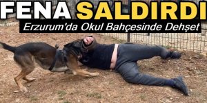 Erzurum'da Okul bahçesine giren kurt köpeği saldırdı: 3 öğrenci yaralandı