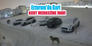 Erzurum’da kurt kent merkezine indi