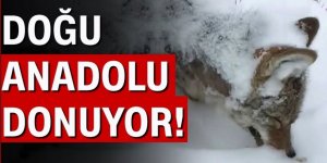 Yolda mahsur kalan hayvanları besledi