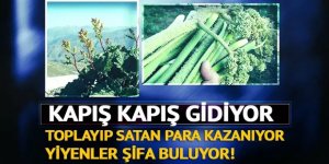 Toplayıp satan para kazanıyor, yiyen şifa buluyor!