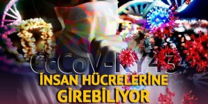 Yeni virüs insan hücrelerine girebiliyor! CcCoV-KY43 paniği