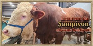 Erzurum'da Şampiyon alıcısını bekliyor
