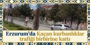 Erzurum'da Kaçan kurbanlıklar trafiği birbirine katt