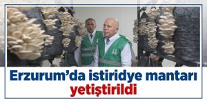 Erzurum’da istiridye mantarı yetiştirildi