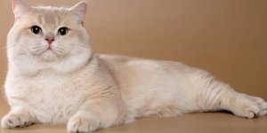 Golden British Shorthair Nasıl Bir Kedidir? Karakteri, Bakımı ve Özellikleri