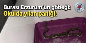 Burası Erzurum'un göbeği: Okulda yılan paniği!