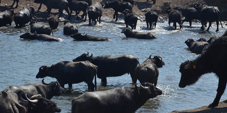 Serengeti değil Balıkesir