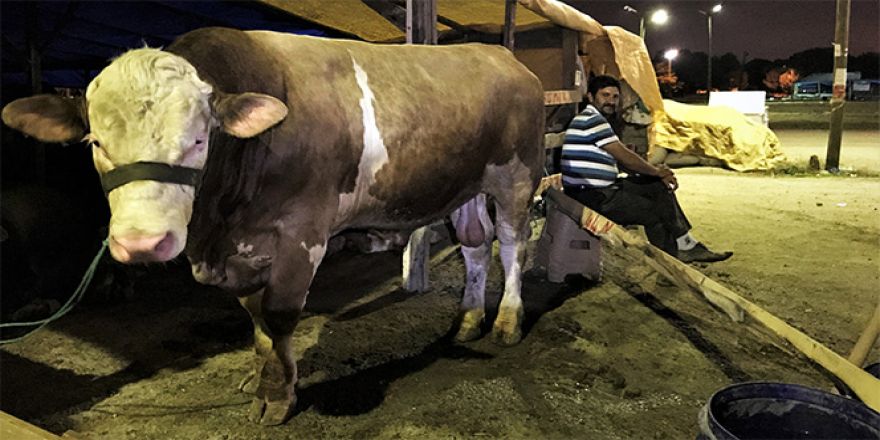 Kurbanlıklarla koyun koyuna uyuyorlar