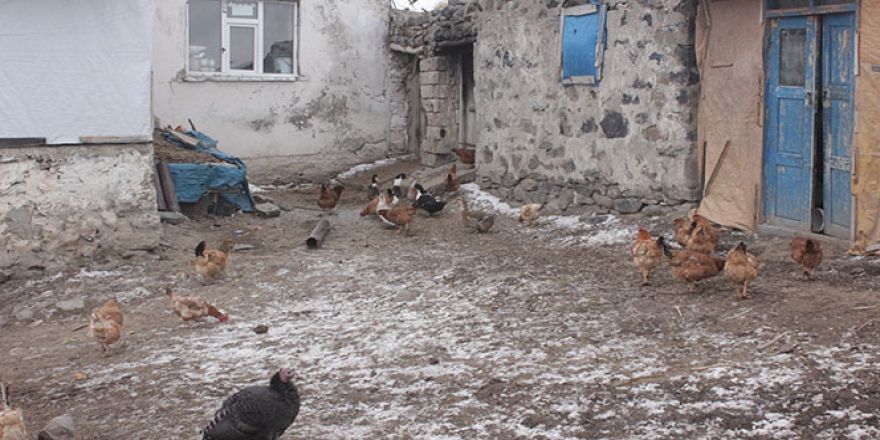 Ağrı'da kuş gribi paniği